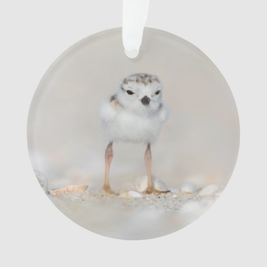 Cutest Baby Animals | Piping Plover Chick Ornament (voorkant)