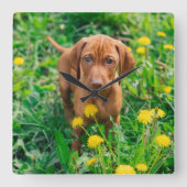 Cutest Baby Animals | Pointer Puppy Vierkante Klok (Voorkant)