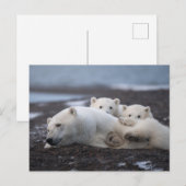 Cutest Baby Animals | Polar Bear Family Alaska Briefkaart (Voorkant / Achterkant)