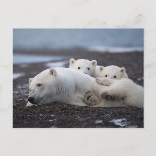 Cutest Baby Animals | Polar Bear Family Alaska Briefkaart (Voorkant)