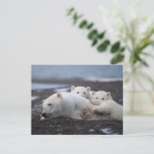 Cutest Baby Animals | Polar Bear Family Alaska Briefkaart (Staand voorkant)
