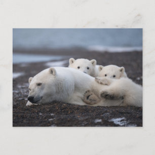 Cutest Baby Animals   Polar Bear Family Alaska Briefkaart