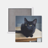 Cutest Baby Animals | Portrait of a Black Cat Magneet (Voorkant / Achterkant)