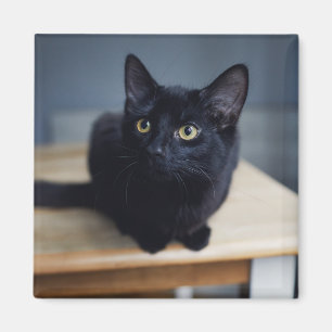 Cutest Baby Animals   Portrait of a Black Cat Magneet