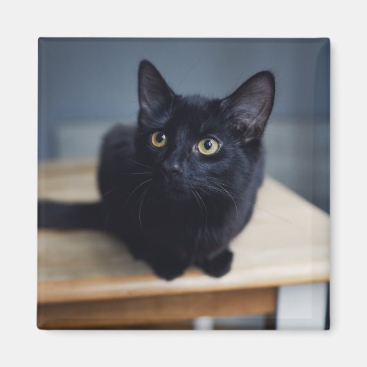 Cutest Baby Animals | Portrait of a Black Cat Magneet (Voorkant)