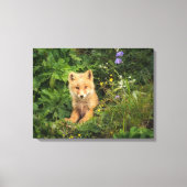 Cutest Baby Animals | Red Fox at Umnak Alaska Canvas Afdruk (Voorkant)