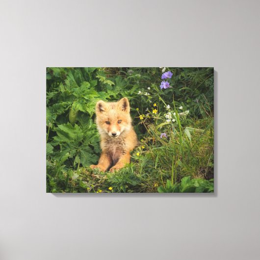 Cutest Baby Animals | Red Fox at Umnak Alaska Canvas Afdruk (Voorkant)