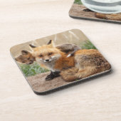 Cutest Baby Animals | Red Fox & Baby Bier Onderzetter (Linkerzijde)