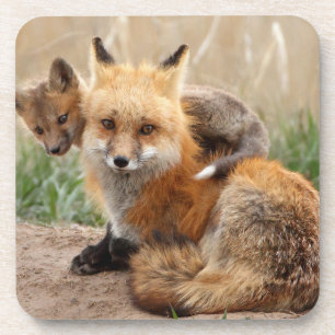 Cutest Baby Animals   Red Fox & Baby Bier Onderzetter