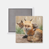 Cutest Baby Animals | Red Fox & Baby Magneet (Voorkant / Achterkant)
