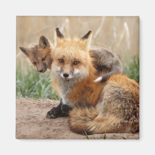 Cutest Baby Animals | Red Fox & Baby Magneet (Voorkant)