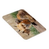 Cutest Baby Animals | Red Fox & Baby Magneet (Rechterzijde)