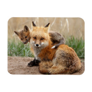 Cutest Baby Animals   Red Fox & Baby Magneet