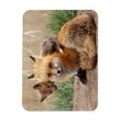 Cutest Baby Animals | Red Fox & Baby Magneet (Verticaal)