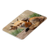 Cutest Baby Animals | Red Fox & Baby Magneet (Linkerzijde)