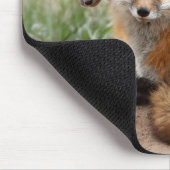 Cutest Baby Animals | Red Fox & Baby Muismat (Hoek)