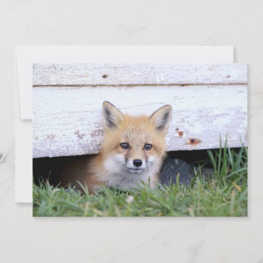 Cutest Baby Animals | Red Fox Kit Peeking Bedankkaart (Voorkant)