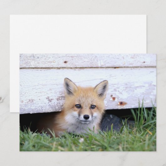 Cutest Baby Animals | Red Fox Kit Peeking Bedankkaart (Voorkant / Achterkant)