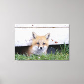 Cutest Baby Animals | Red Fox Kit Peeking Canvas Afdruk (Voorkant)