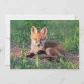 Cutest Baby Animals | Red Fox Kit Relaxing Bedankkaart (Voorkant)