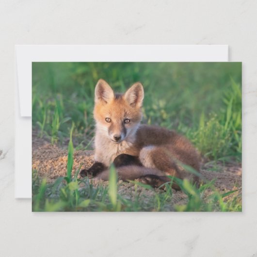 Cutest Baby Animals | Red Fox Kit Relaxing Bedankkaart (Voorkant)