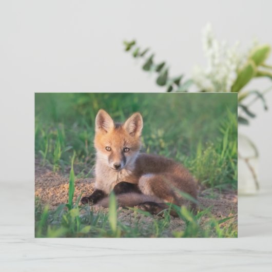 Cutest Baby Animals | Red Fox Kit Relaxing Bedankkaart (Staand voorkant)