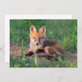 Cutest Baby Animals | Red Fox Kit Relaxing Bedankkaart (Voorkant / Achterkant)