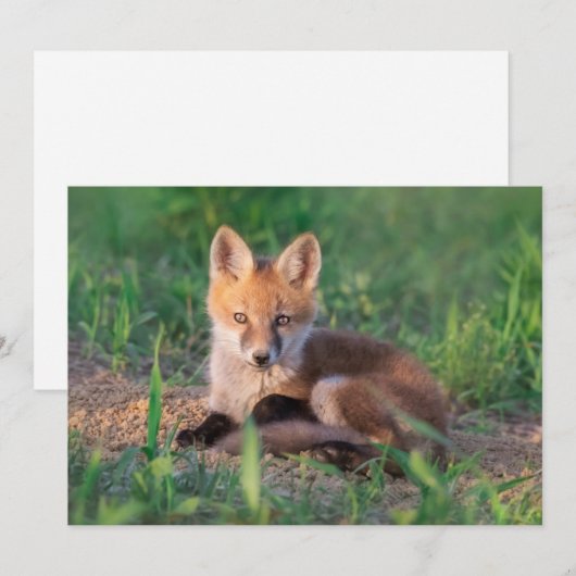 Cutest Baby Animals | Red Fox Kit Relaxing Bedankkaart (Voorkant / Achterkant)