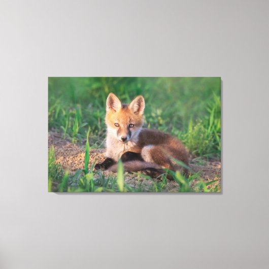 Cutest Baby Animals | Red Fox Kit Relaxing Canvas Afdruk (Voorkant)