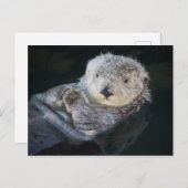 Cutest Baby Animals | Sea Otter Floating Briefkaart (Voorkant / Achterkant)