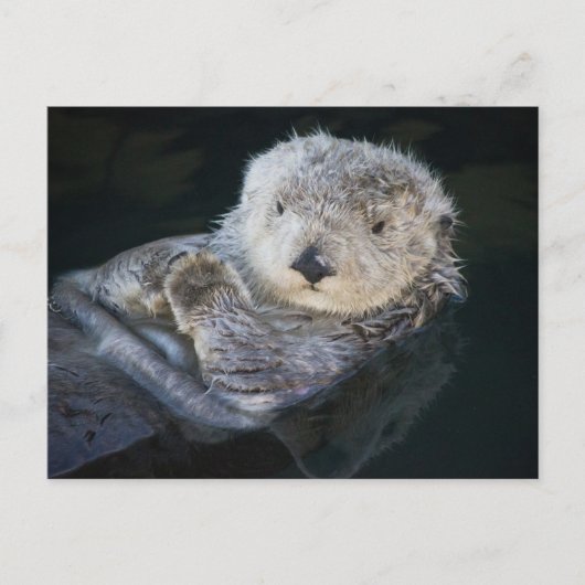 Cutest Baby Animals | Sea Otter Floating Briefkaart (Voorkant)