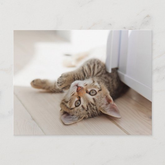 Cutest Baby Animals | Shorthair Tabby Kitten Briefkaart (Voorkant)