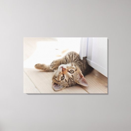 Cutest Baby Animals | Shorthair Tabby Kitten Canvas Afdruk (Voorkant)