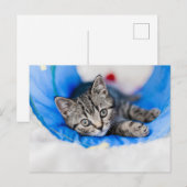 Cutest Baby Animals | Tabby Kitten in Play Tunnel Briefkaart (Voorkant / Achterkant)