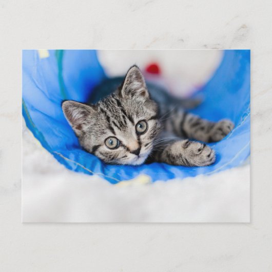 Cutest Baby Animals | Tabby Kitten in Play Tunnel Briefkaart (Voorkant)