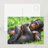 Cutest Baby Animals | Two Young Chimpanzees Briefkaart (Voorkant / Achterkant)