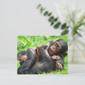 Cutest Baby Animals | Two Young Chimpanzees Briefkaart (Staand voorkant)