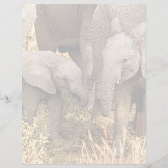 Cutest Baby Animals | Two Young Elephants (Voorkant)