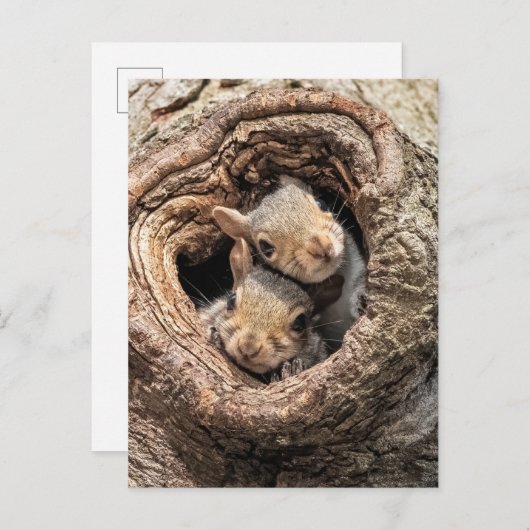 Cutest Baby Animals | Two Young Squirrels Briefkaart (Voorkant / Achterkant)