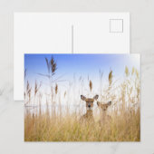 Cutest Baby Animals | Two Young White Tailed Deer Briefkaart (Voorkant / Achterkant)