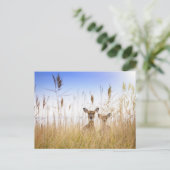 Cutest Baby Animals | Two Young White Tailed Deer Briefkaart (Staand voorkant)