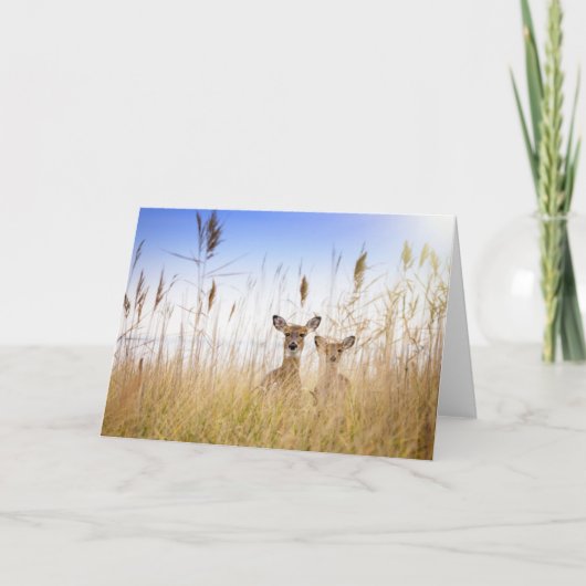 Cutest Baby Animals | Two Young White Tailed Deer Kaart (Voorkant)