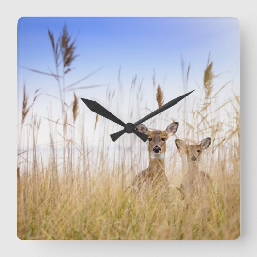 Cutest Baby Animals | Two Young White Tailed Deer Vierkante Klok (Voorkant)