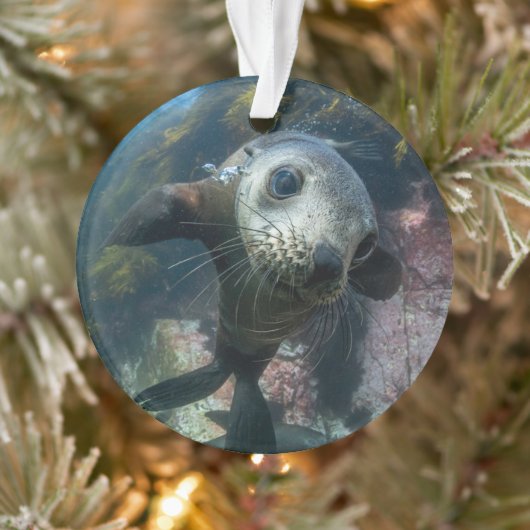 Cutest Baby Animals | Underwater Cape Fur Seal Ornament (Boom)