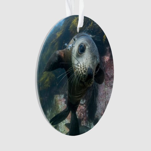 Cutest Baby Animals | Underwater Cape Fur Seal Ornament (voorkant)