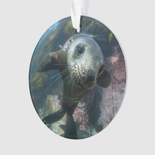 Cutest Baby Animals | Underwater Cape Fur Seal Ornament (voorkant)