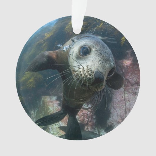 Cutest Baby Animals | Underwater Cape Fur Seal Ornament (voorkant)