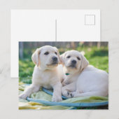 Cutest Baby Animals | Yellow Labrador Retrievers Briefkaart (Voorkant / Achterkant)