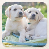 Cutest Baby Animals | Yellow Labrador Retrievers Kartonnen Onderzetters (Voorkant)