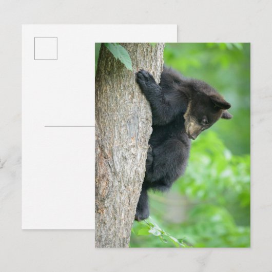Cutest Baby Animals | Young Black Bear Cub Briefkaart (Voorkant / Achterkant)